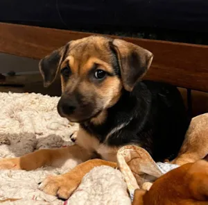 Cachorro raça SRD-ViraLata idade 2 a 6 meses nome Mariah