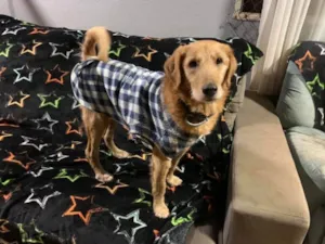 Cachorro raça SRD-ViraLata idade 6 ou mais anos nome Bingo