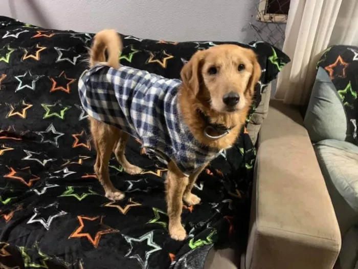 Cachorro ra a SRD-ViraLata idade 6 ou mais anos nome Bingo