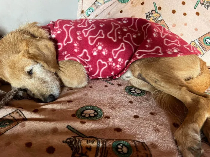 Cachorro ra a SRD-ViraLata idade 6 ou mais anos nome Bingo