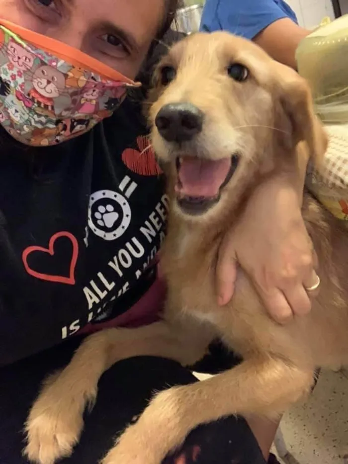 Cachorro ra a SRD-ViraLata idade 6 ou mais anos nome Bingo