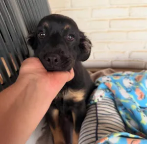 Cachorro raça SRD-ViraLata idade 2 a 6 meses nome Lipe
