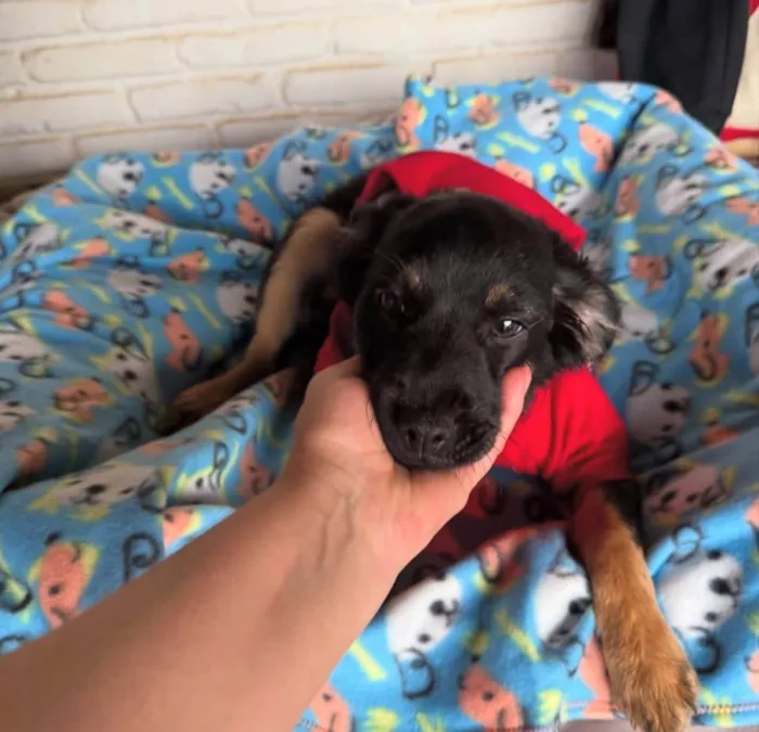 Cachorro ra a SRD-ViraLata idade 2 a 6 meses nome Lipe