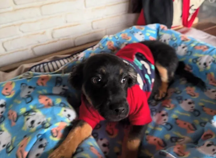 Cachorro ra a SRD-ViraLata idade 2 a 6 meses nome Lipe