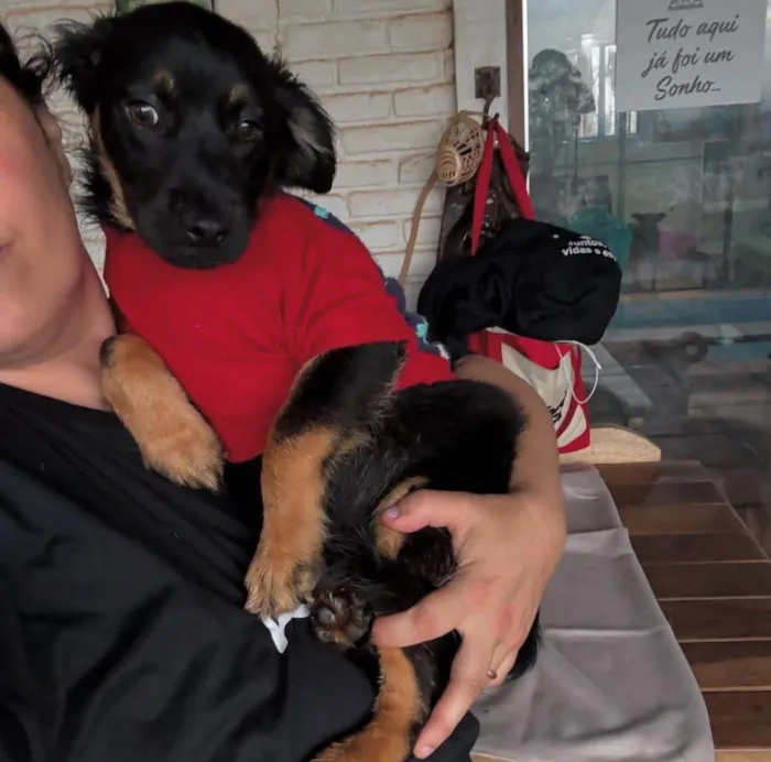 Cachorro ra a SRD-ViraLata idade 2 a 6 meses nome Lipe