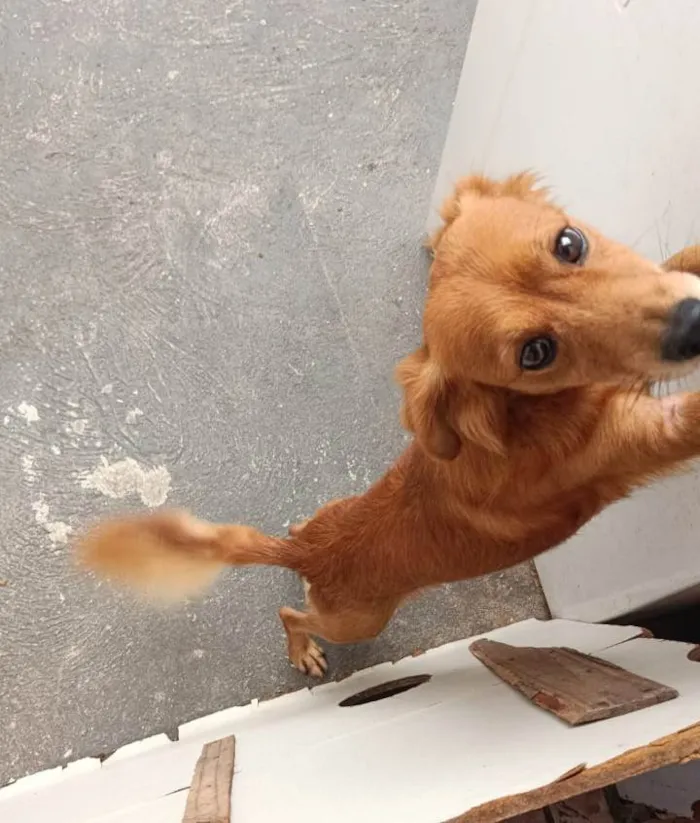Cachorro ra a SRD-ViraLata idade 2 a 6 meses nome Falar com Daniel - Whats 11 96032-9162