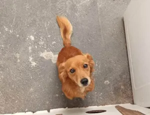 Cachorro raça SRD-ViraLata idade 2 a 6 meses nome Falar com Daniel - Whats 11 96032-9162