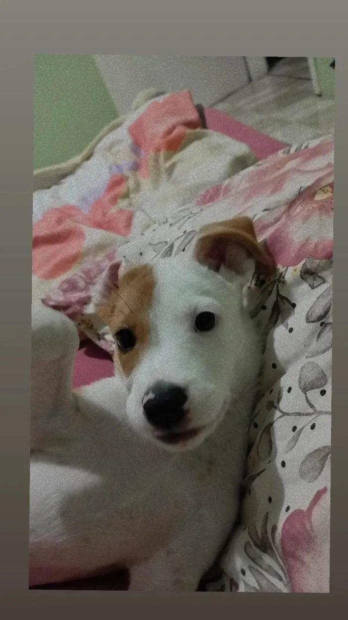 Cachorro ra a Cocker idade 2 a 6 meses nome Kiara 