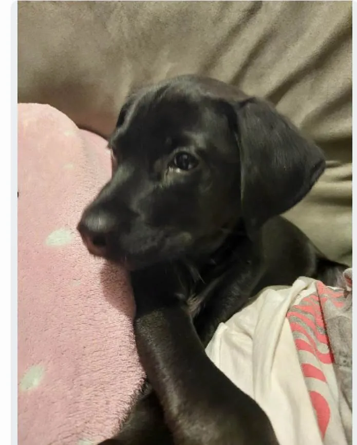 Cachorro ra a SRD-ViraLata idade 2 a 6 meses nome Falar com Léa - Whats 11 94822-6603