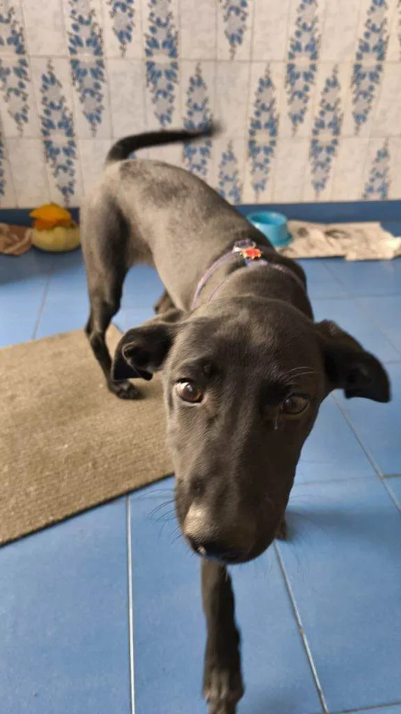 Cachorro ra a SRD-ViraLata idade 2 a 6 meses nome Falar com Léa - Whats 11 94822-6603