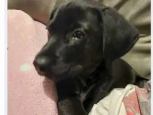 Cachorro raça SRD-ViraLata idade 2 a 6 meses nome Falar com Léa - Whats 11 94822-6603