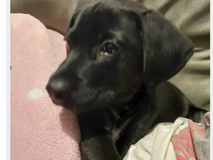 Cachorro ra a SRD-ViraLata idade 2 a 6 meses nome Falar com Léa - Whats 11 94822-6603