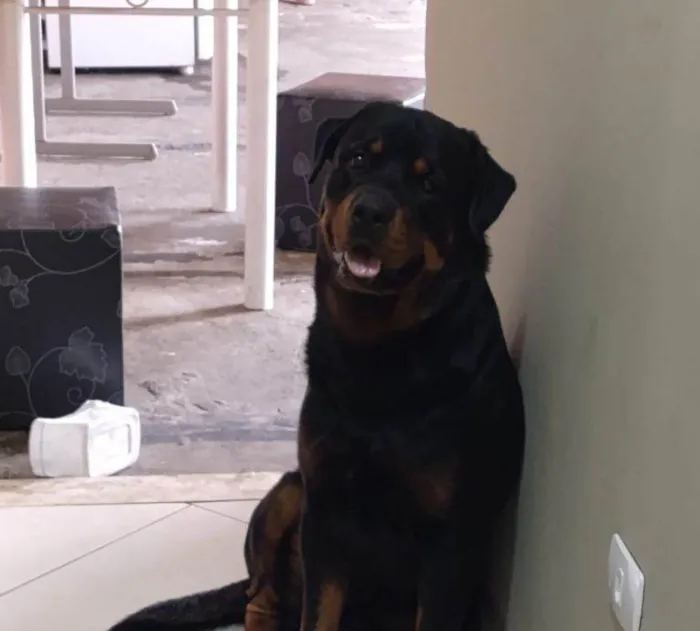 Cachorro ra a SRD-ViraLata idade 2 a 6 meses nome Falar com Peterson - Whats 11 93430-0181