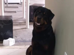 Cachorro raça SRD-ViraLata idade 2 a 6 meses nome Falar com Peterson - Whats 11 93430-0181