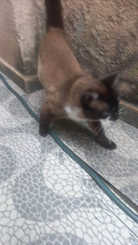 Gato ra a SRD-ViraLata idade 2 a 6 meses nome Falar com Edvaldo - Whats 11 99025-4733