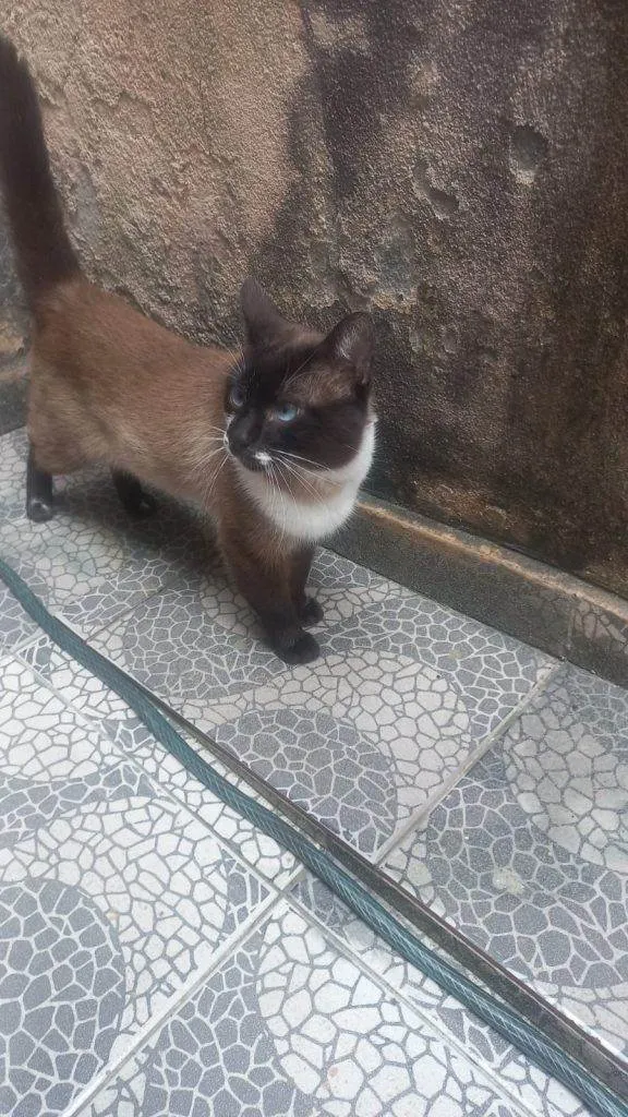 Gato ra a SRD-ViraLata idade 2 a 6 meses nome Falar com Edvaldo - Whats 11 99025-4733