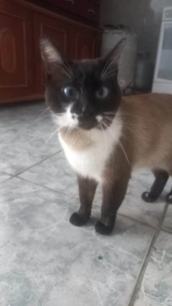 Gato ra a SRD-ViraLata idade 2 a 6 meses nome Falar com Edvaldo - Whats 11 99025-4733
