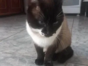 Gato raça SRD-ViraLata idade 2 a 6 meses nome Falar com Edvaldo - Whats 11 99025-4733