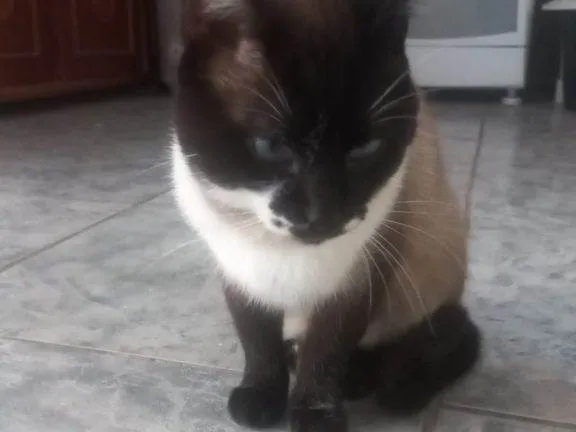 Gato ra a SRD-ViraLata idade 2 a 6 meses nome Falar com Edvaldo - Whats 11 99025-4733