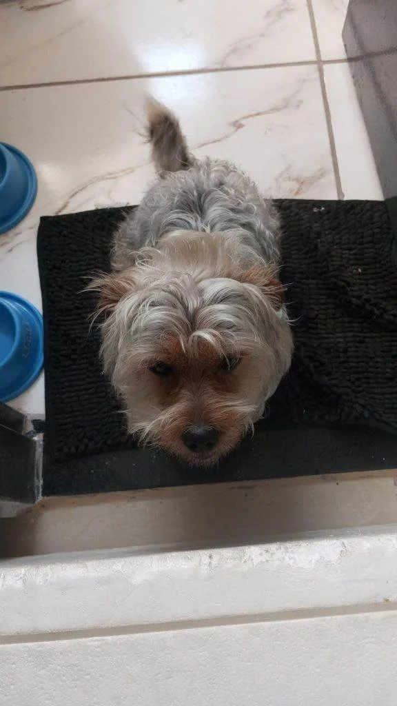 Cachorro ra a Yorkshire idade 2 a 6 meses nome Falar com Tatiane - Whats 11 95497-9843