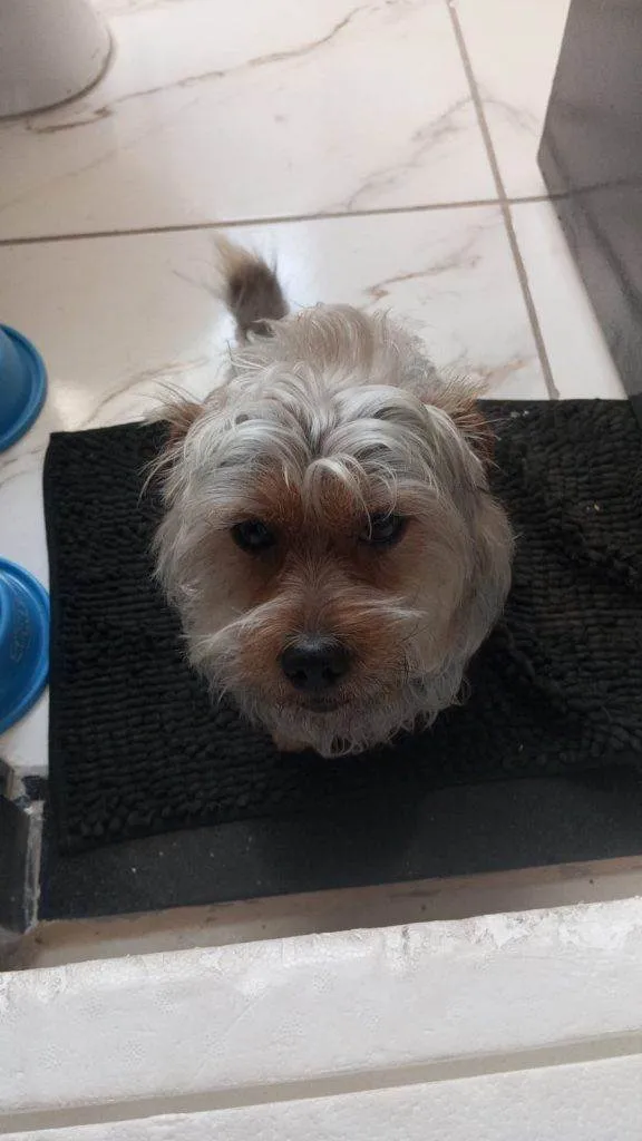 Cachorro ra a Yorkshire idade 2 a 6 meses nome Falar com Tatiane - Whats 11 95497-9843