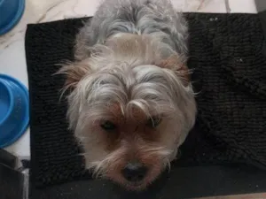 Cachorro raça Yorkshire idade 2 a 6 meses nome Falar com Tatiane - Whats 11 95497-9843