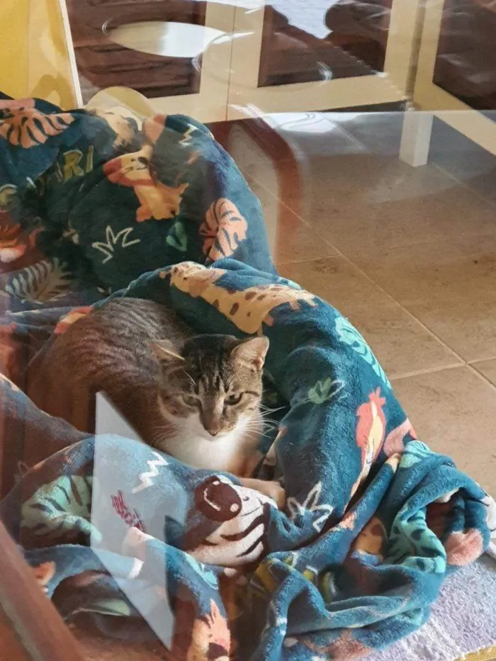 Gato ra a SRD-ViraLata idade 2 a 6 meses nome Falar com Angela - Whats 11 99285-2706
