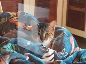 Gato raça SRD-ViraLata idade 2 a 6 meses nome Falar com Angela - Whats 11 99285-2706