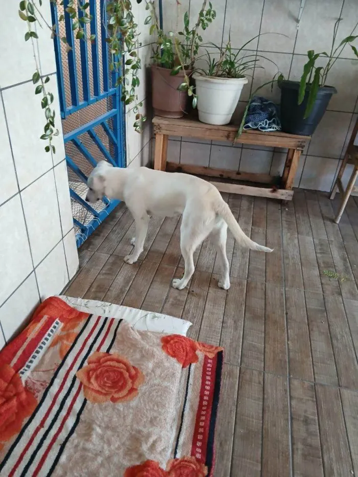 Cachorro ra a SRD-ViraLata idade 2 a 6 meses nome Falar com Thais - Whats 11 97026-1082