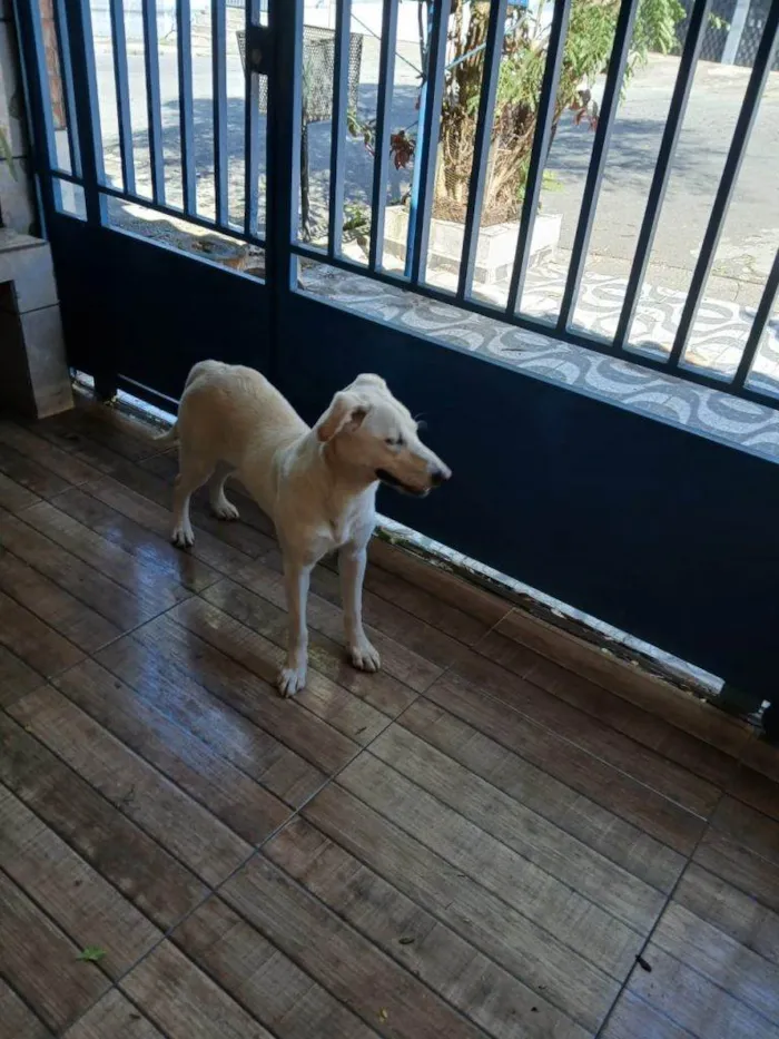 Cachorro ra a SRD-ViraLata idade 2 a 6 meses nome Falar com Thais - Whats 11 97026-1082