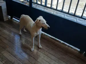 Cachorro raça SRD-ViraLata idade 2 a 6 meses nome Falar com Thais - Whats 11 97026-1082