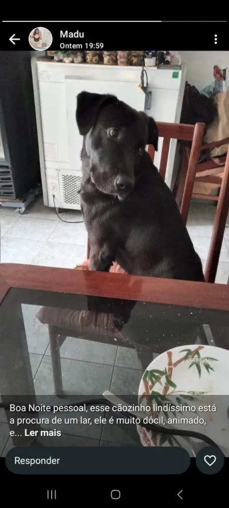 Cachorro ra a SRD-ViraLata idade 2 a 6 meses nome Falar com Luciana - Whats 11 94503-4681