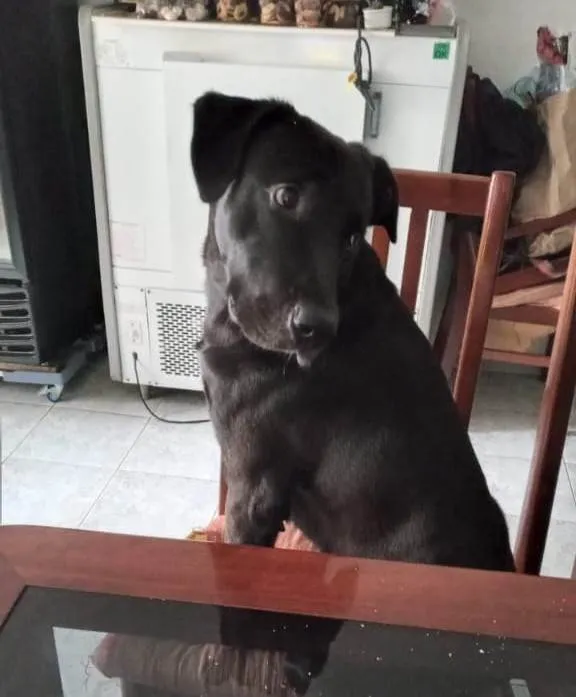 Cachorro ra a SRD-ViraLata idade 2 a 6 meses nome Falar com Luciana - Whats 11 94503-4681