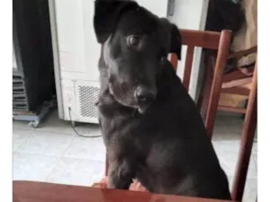 Cachorro raça SRD-ViraLata idade 2 a 6 meses nome Falar com Luciana - Whats 11 94503-4681