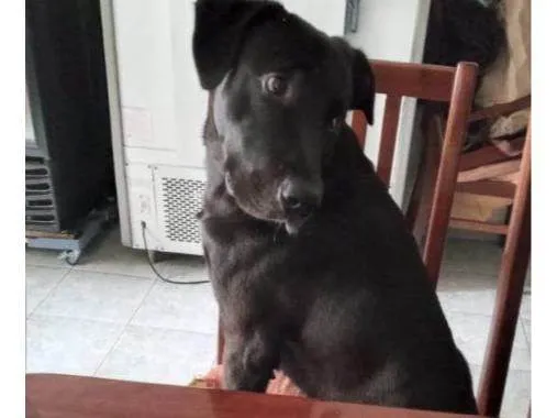Cachorro ra a SRD-ViraLata idade 2 a 6 meses nome Falar com Luciana - Whats 11 94503-4681