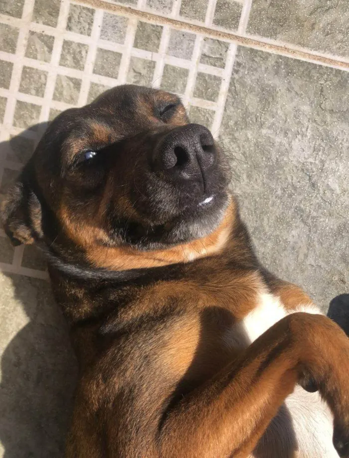 Cachorro ra a SRD-ViraLata idade 2 a 6 meses nome Falar com Franciele - Whats 11 96282-9301