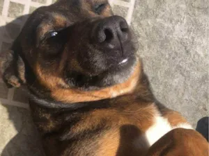 Cachorro raça SRD-ViraLata idade 2 a 6 meses nome Falar com Franciele - Whats 11 96282-9301