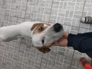 Cachorro raça SRD-ViraLata idade 2 a 6 meses nome Falar com Ingrid - Whats 11 98655-2118