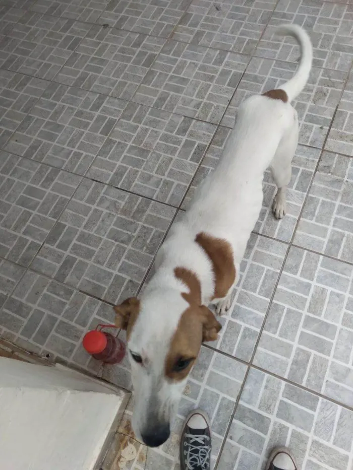 Cachorro ra a SRD-ViraLata idade 2 a 6 meses nome Falar com Ingrid - Whats 11 98655-2118