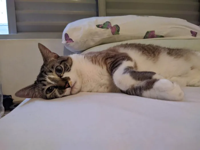 Gato ra a SRD-ViraLata idade 4 anos nome Ayumi 