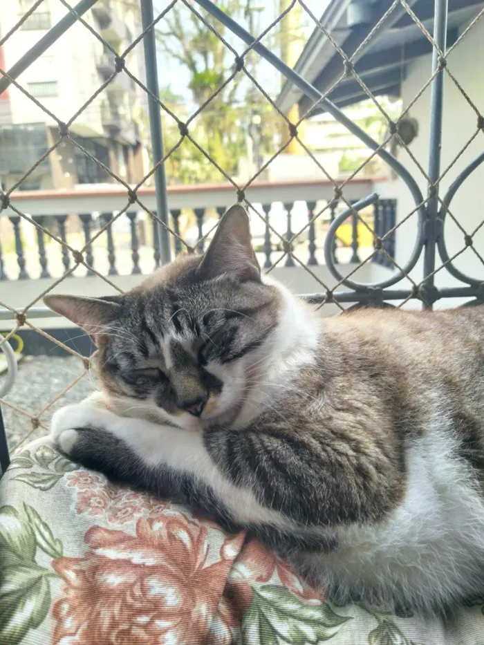 Gato ra a SRD-ViraLata idade 4 anos nome Ayumi 