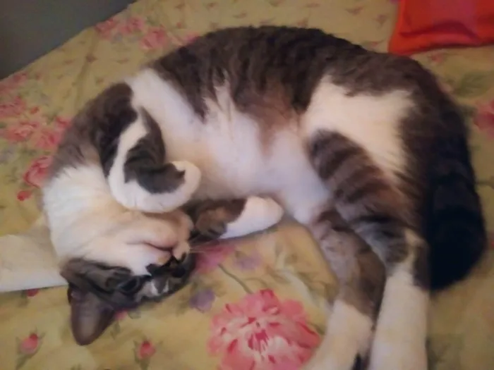 Gato ra a SRD-ViraLata idade 4 anos nome Ayumi 