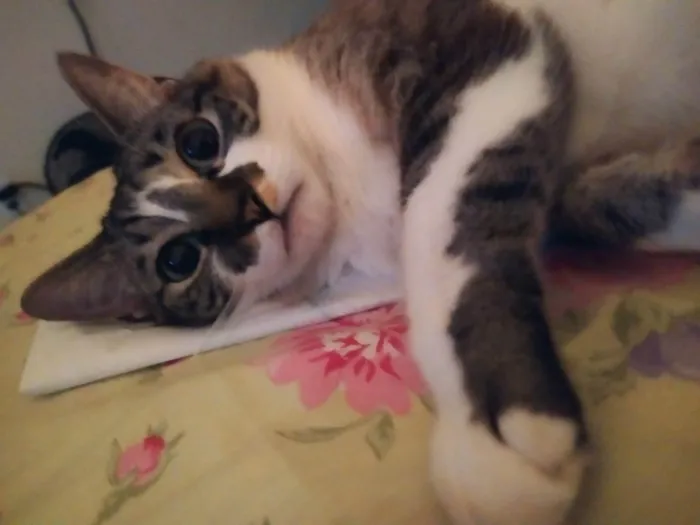 Gato ra a SRD-ViraLata idade 4 anos nome Ayumi 