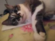 Ayumi