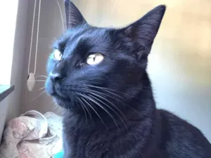 Gato raça SRD-ViraLata idade 2 anos nome Keila