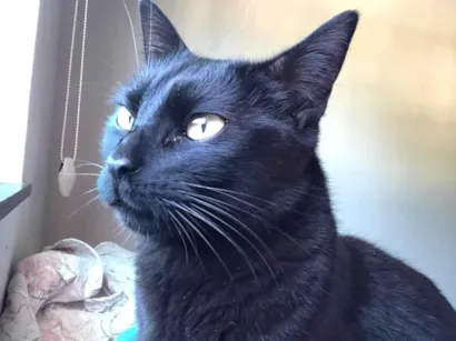 Gato raça SRD-ViraLata idade 2 anos nome Keila