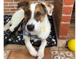 Cachorro raça SRD-ViraLata idade 2 anos nome Chico