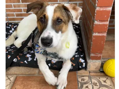 Cachorro raça SRD-ViraLata idade 2 anos nome Chico