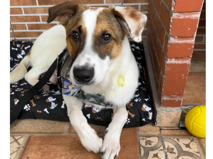 Cachorro ra a SRD-ViraLata idade 2 anos nome Chico