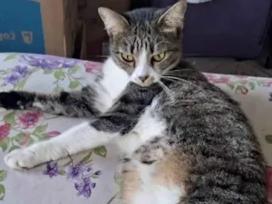 Gato raça SRD-ViraLata idade 3 anos nome Sophia e Jake mãe e filho 
